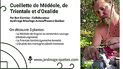 Médéole de Virginie