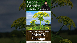 Panais sauvage : comment l'identifier et éviter les brûlures