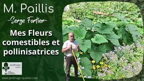 Fleurs comestibles et pollinisatrices