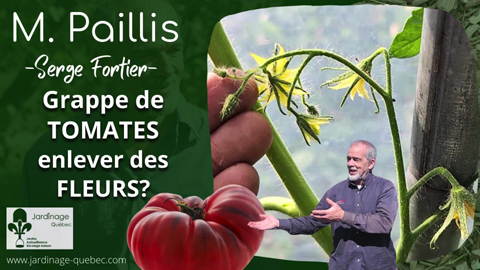 Tomates - Trop de fleurs sur la même grappe de tomates?
