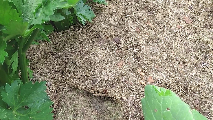 Du paillis d'herbe sous les plants de céleri