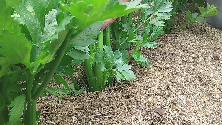 Pieds de céleri au potager