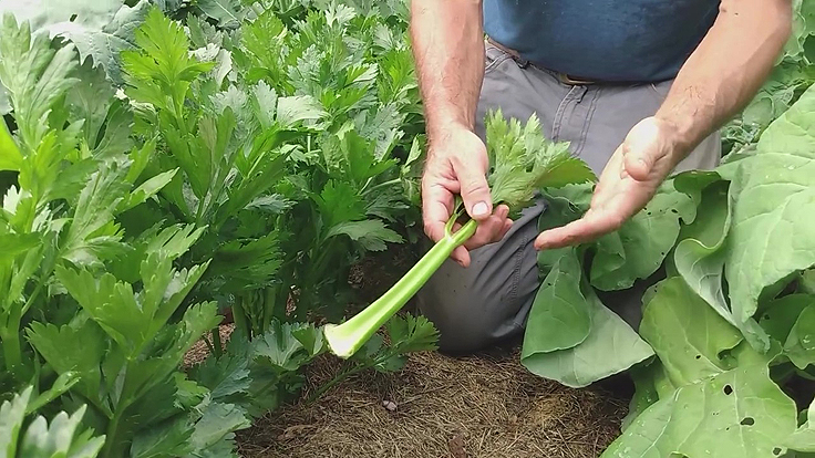 Récolte de céleris