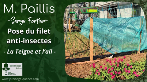 Pode de filet anti-insectes sur l'ail