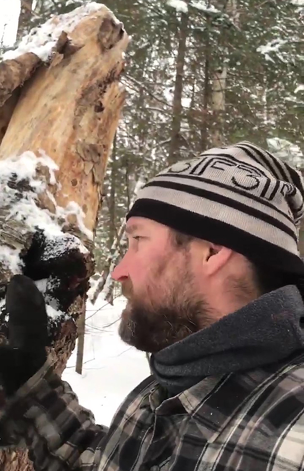 Chaga sur un bouleau