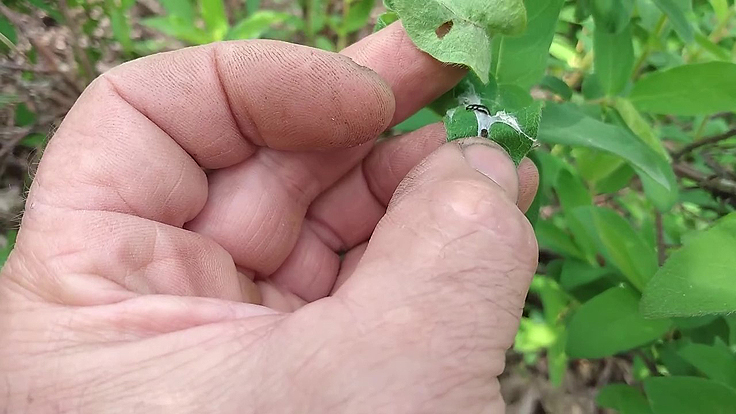 Chenille entre deux feuilles de Camerisier