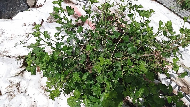 Un groseiller attaqué par des chenilles