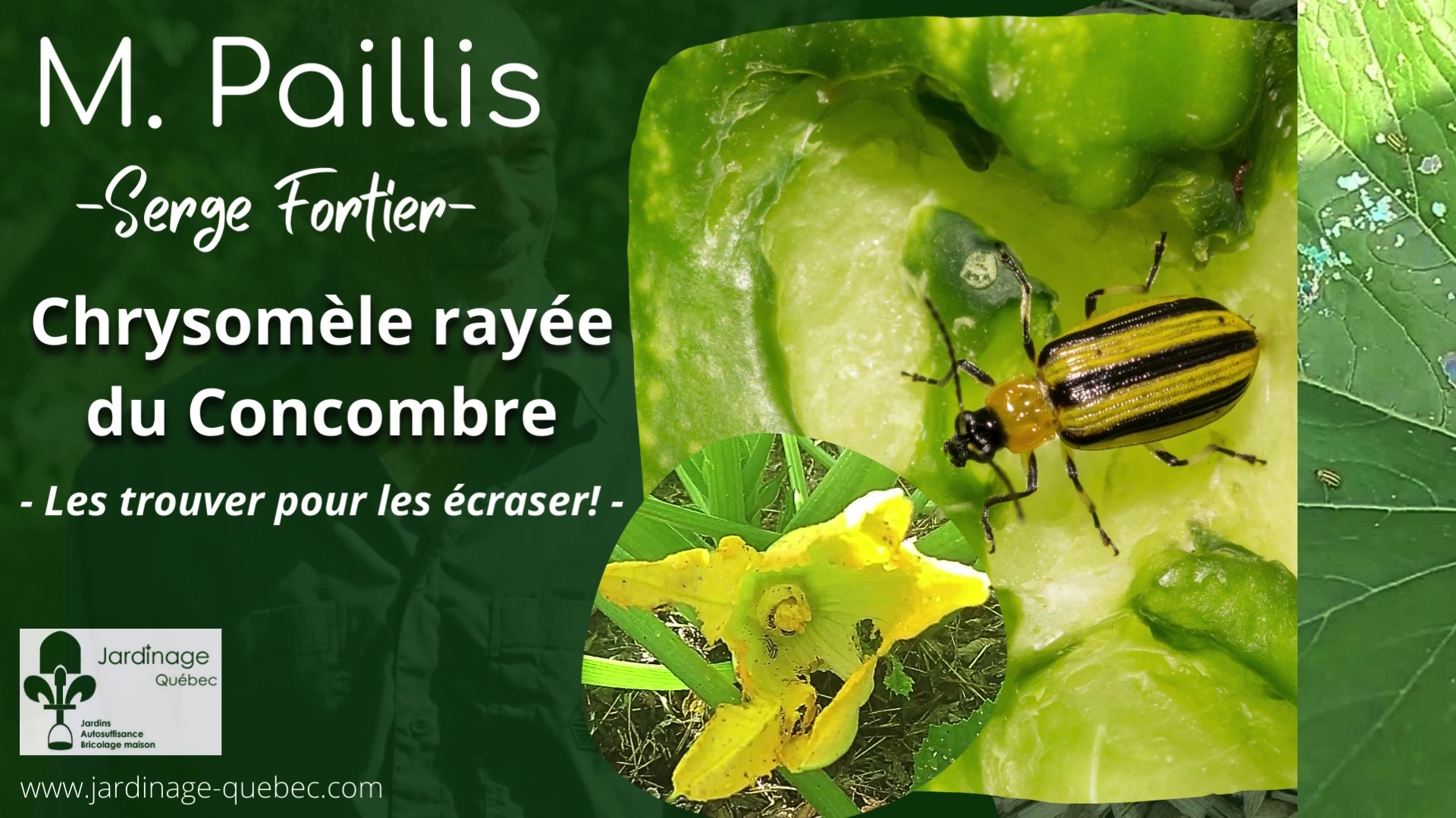 Chrysomèle rayée du concombre