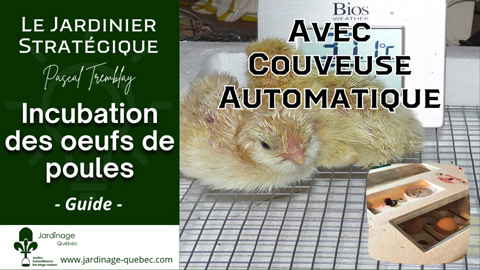 Incubation des oeufs de poules - Guide