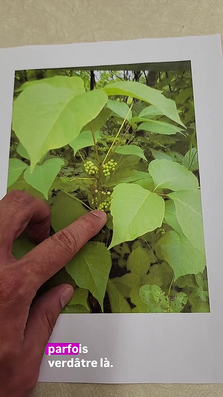 Herbe à puce (Toxicodendron radicans)