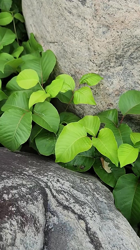 Peu prendre l'allure d'une plante rampante