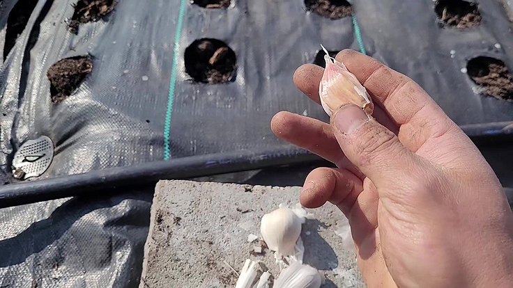 Un caïeux d'ail extrait d'un bulbe d'ail