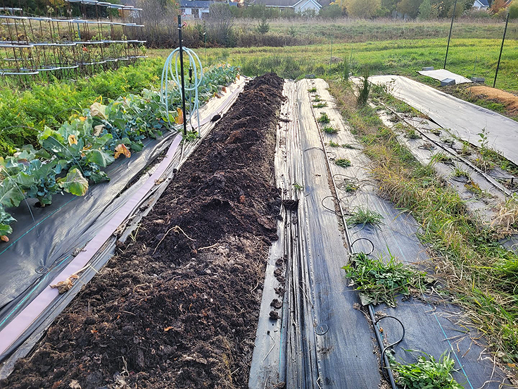 Planche de culture ail