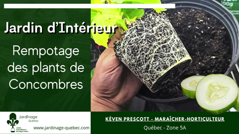 Jardin intérieur - Rempoter les concombres