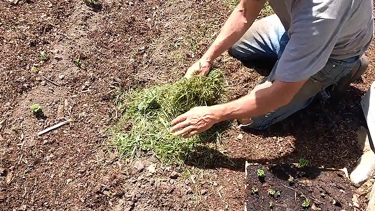 Paillis d'herbe coupé autour des plants au lieu de renchausser