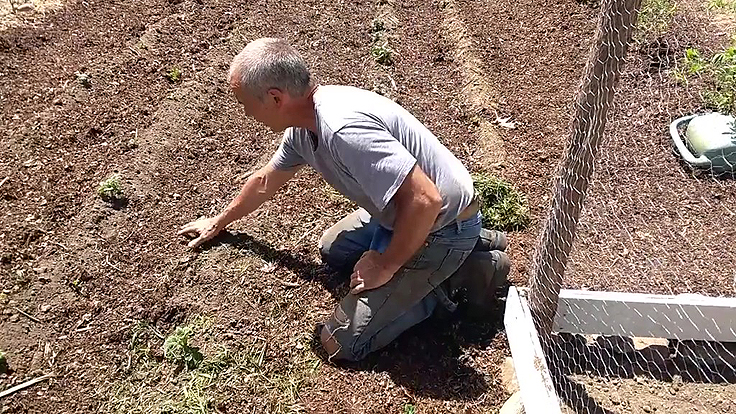 Paillis de feuilles mortes pour fertiliser le sol