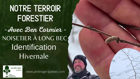 Identification du Noisetier à long bec