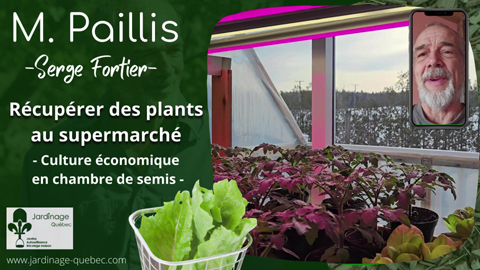 Récupérer des plants au supermarché pour les cultiver