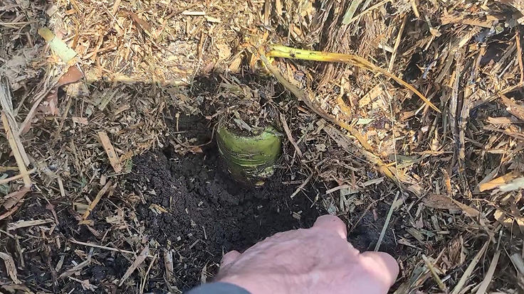 Carotte en terre protégée par le paillis