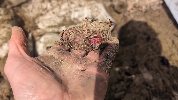 Bulbe de glaïeuls ayant passé l'hiver sous la terre