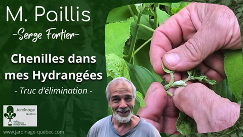 Lieuse de l’Hydrangée - Comment éliminer cette chenille facilement