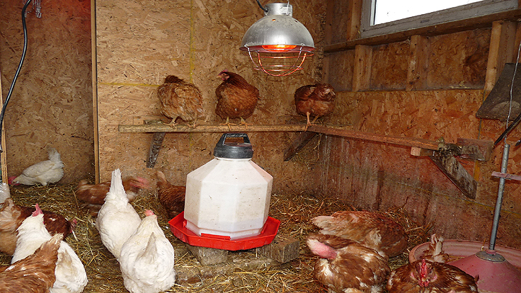 Comment élever des poules