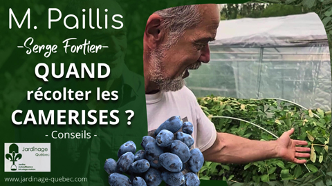 Quand récolter les camerises