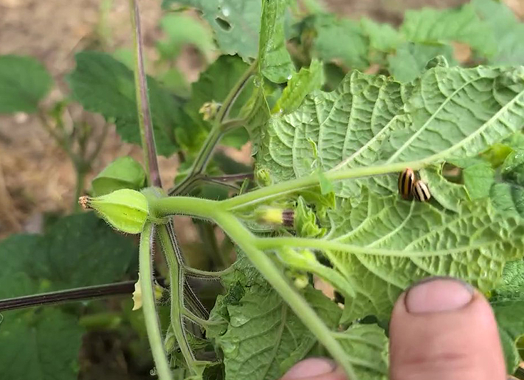 Doryphores s'accouplant sous une feuille de cerise de terre