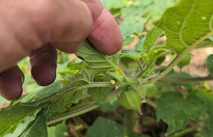 Présence d'oeufs d'insectes sous le feuillage