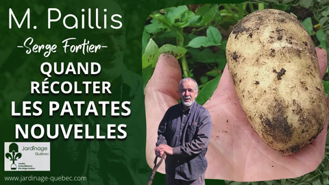 Patates nouvelles sans effort la méthode qui change tout