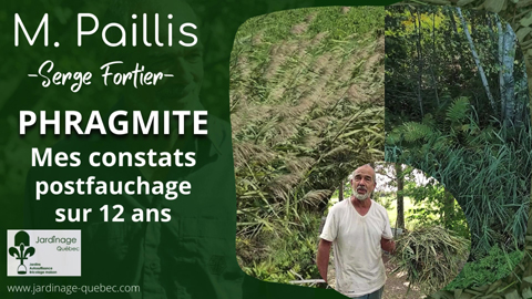 Phragmite - Constats sur le fauchage et la récupération