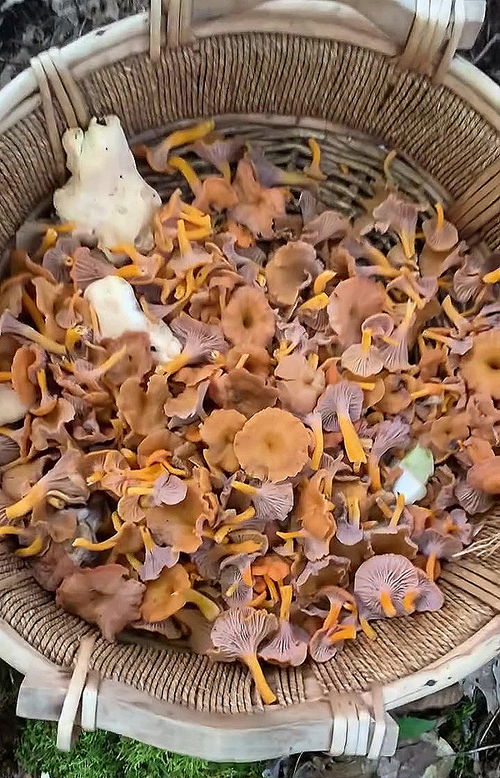 Cratrerelle couleur de flamme