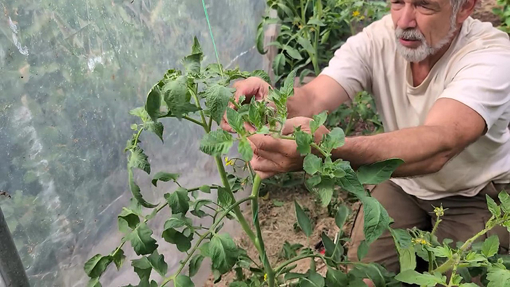 Attacher des tomates