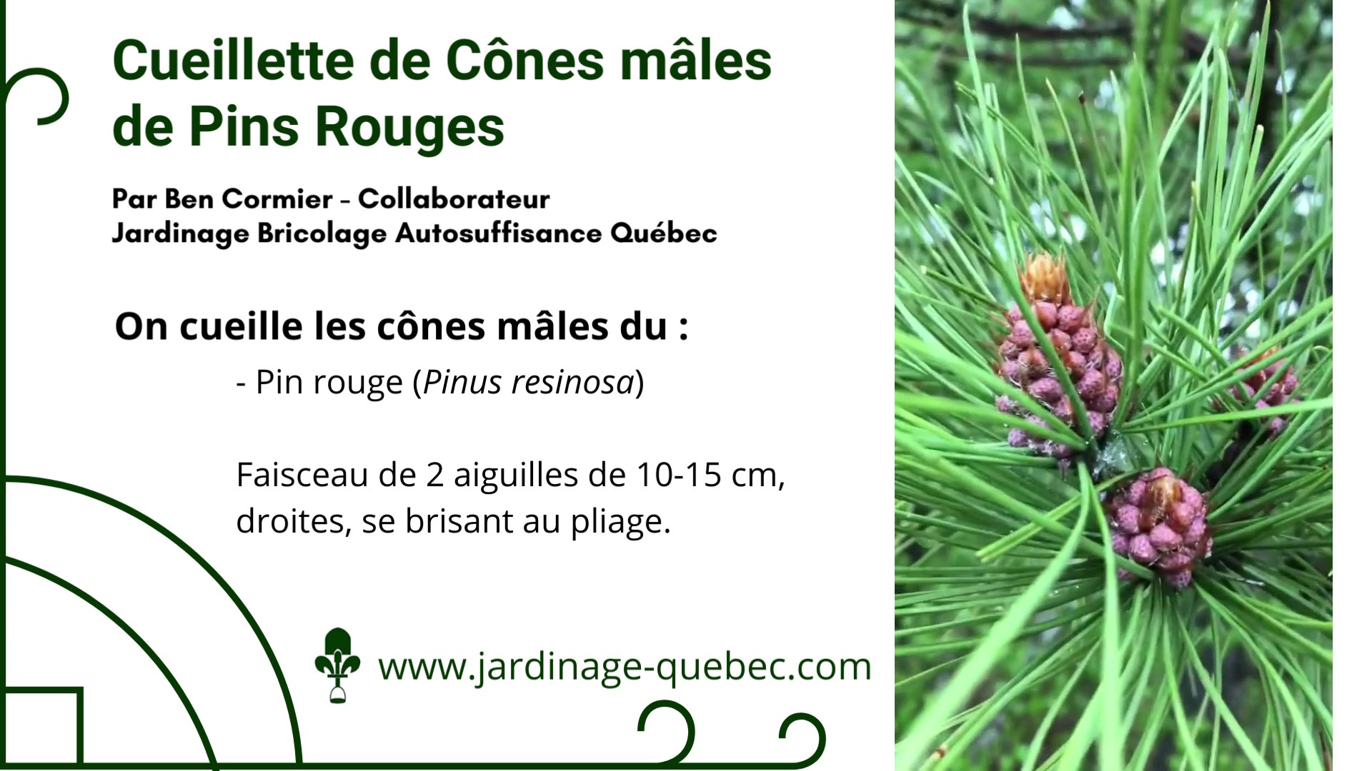 Cueillir les cônes mâles du pin rouge