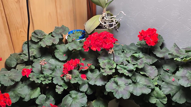 Géraniums que l'on peut bouturer en hiver