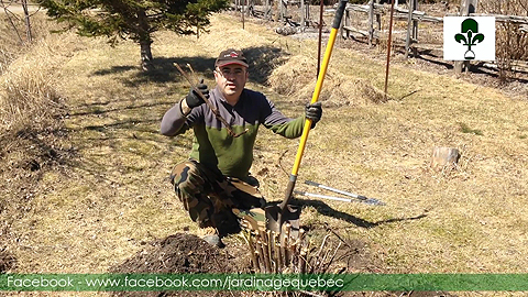 Contrôle des rosiers envahissants