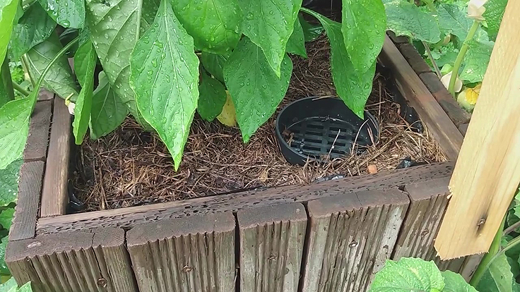 Cultures en contenants