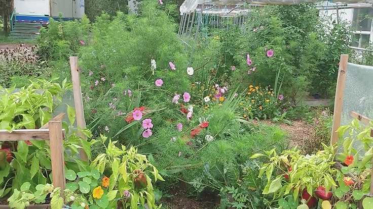 Plantes annuelles en automne