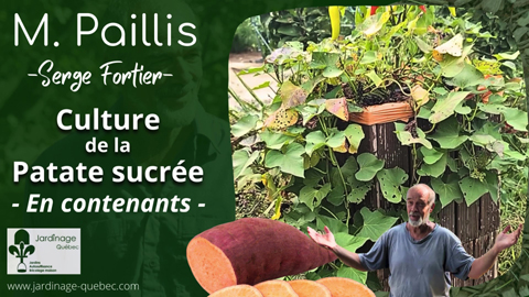 Culture de la patate douce ou patate sucrée en contenants