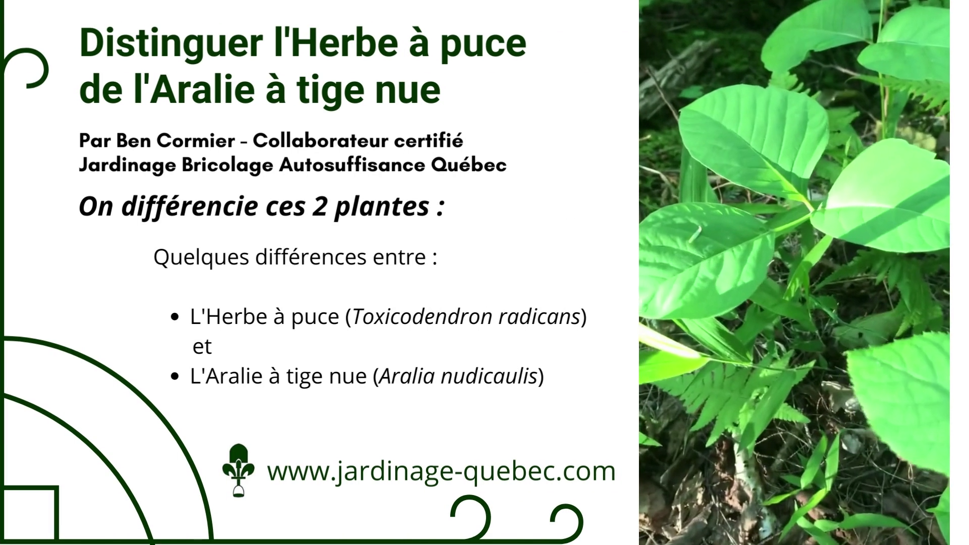 Différence entre l'herbe à puce et l'aralie à tige nue