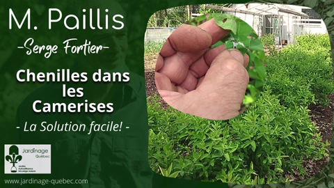 Chenilles dans les Camerisiers - Pas de problème!