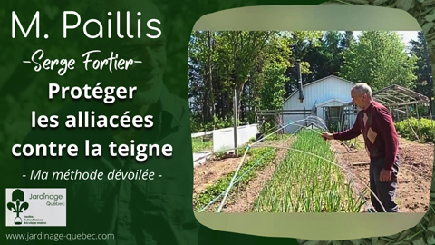 Comment je protège l'ail contre la teigne