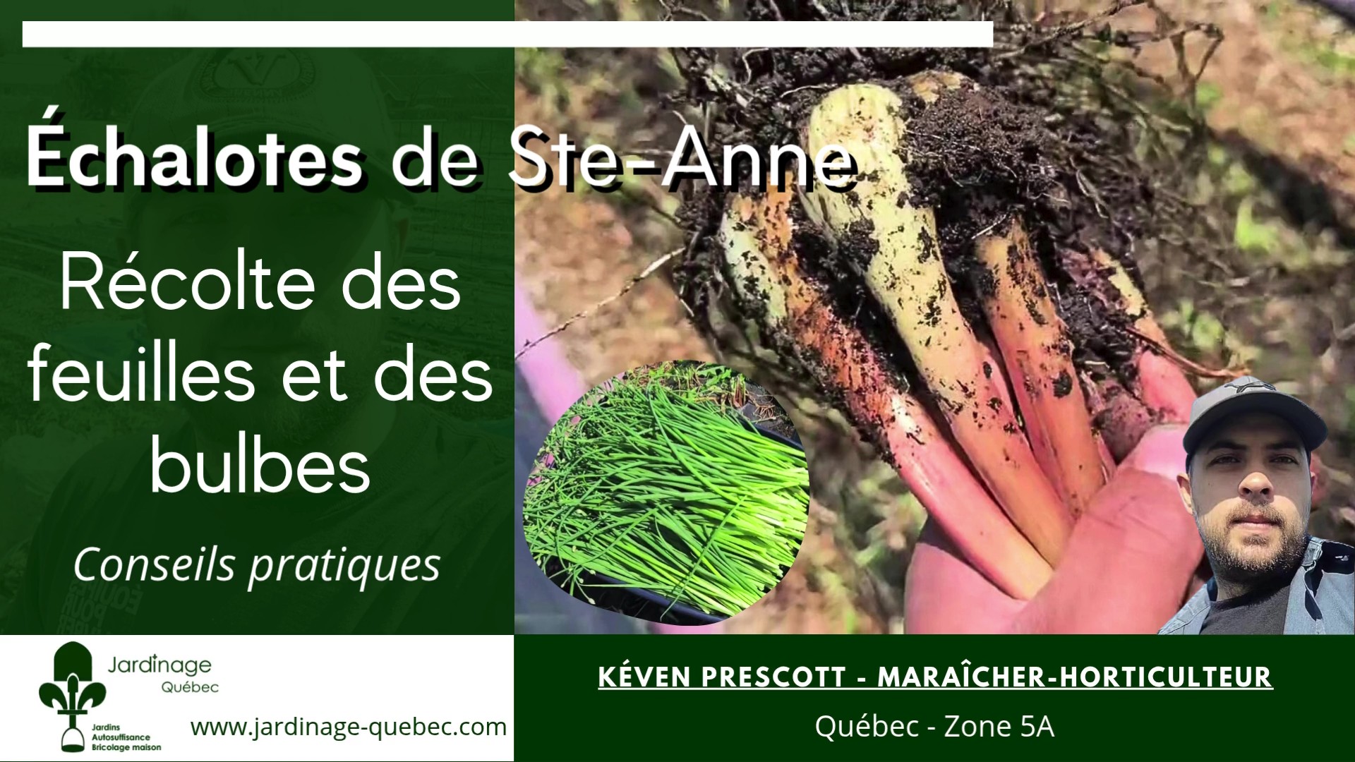 Échalote de Sainte-Anne