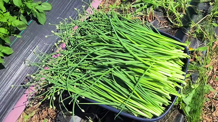 Récolte des feuilles d'échalotes au potager