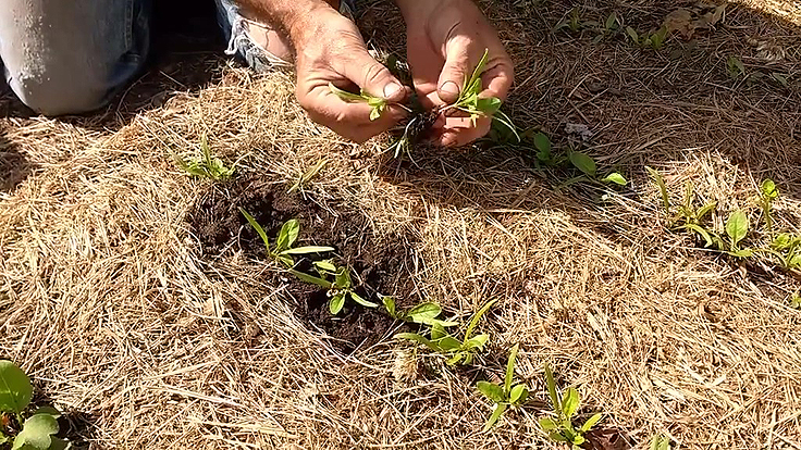 Éclaircir les semis au potager