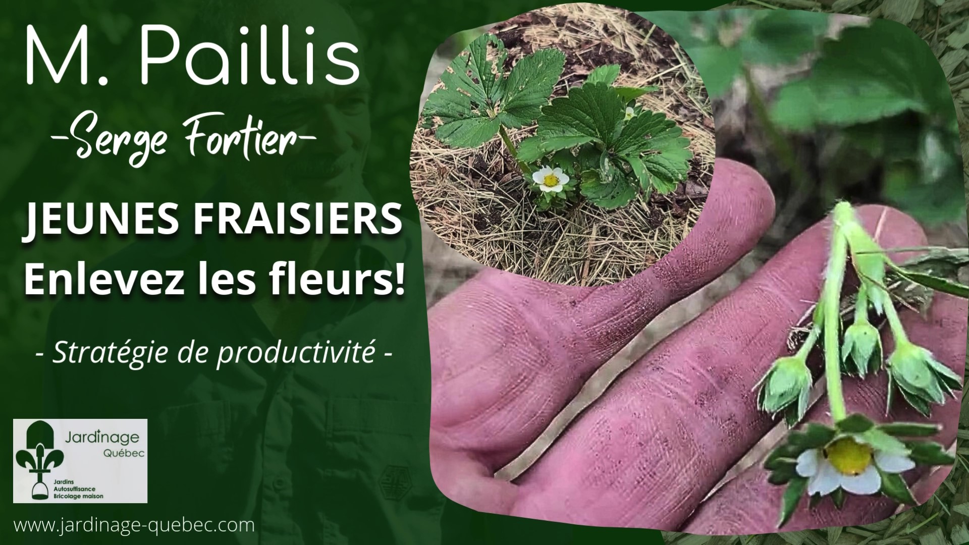 Planter des fraises