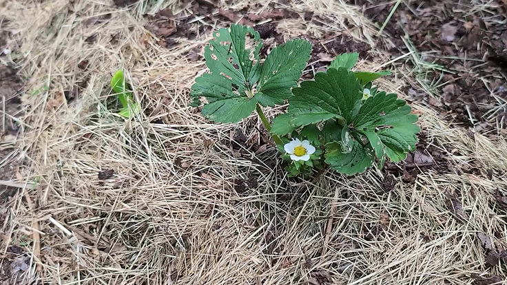 Fleurs de plants de fraises
