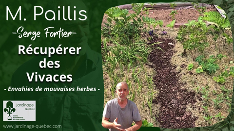 Récupérer des vivaces envahies de mauvaises herbes
