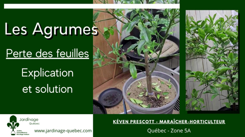 Feuilles des agrumes