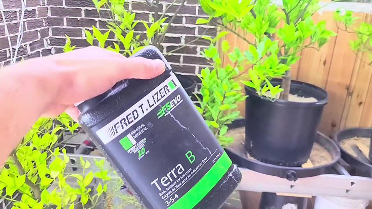 Engrais pour orangers